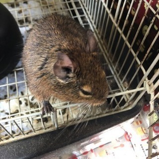 デグー