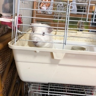 モルモットの里親さん募集