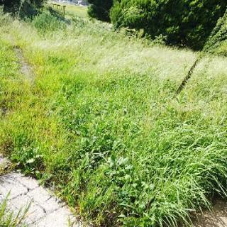 草刈り・剪定・芝刈り～🌿🌿🌿