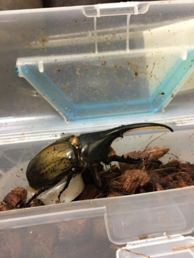 郵送可ヘラクレスオオカブト ペア
