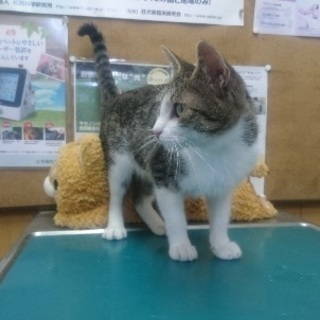 里親決定！有難うございました！幸せになりたい🐱まだ1〜2歳位、人...