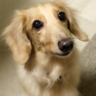 ミニチュアダックスの女の子、9歳です🐶の画像