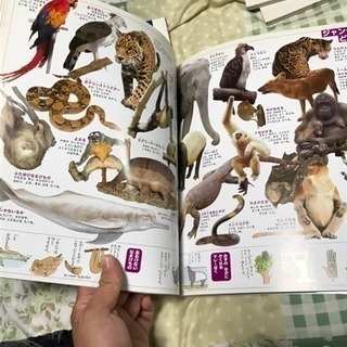 ワイドこども図鑑 まとめ売りの画像
