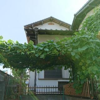 ささげグリーンカーテンの見学会参加者募集 - その他