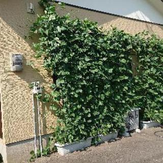 ささげグリーンカーテンの見学会参加者募集 - 古賀市