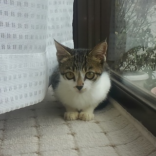 生後三か月程度の雌の子猫です