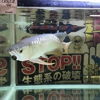アクリル水槽のみ　引取り・買受け可能👀　期間限定