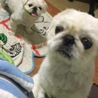 ペキニーズ 2匹