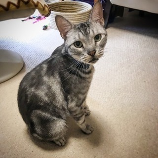 知人が飼ってくれる事になったので募集終了します！
