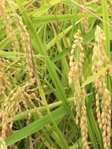 令和元年 新米 採れたて ひとめぼれ 湧き水栽培 玄米 30キロ