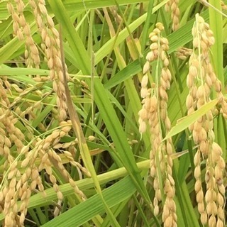 令和元年 新米 採れたて ひとめぼれ 湧き水栽培 玄米 30キロ