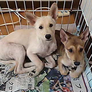 臆病な兄妹子犬たちを家族に迎えてください！！