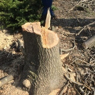 樹木の伐採を無償で行います🌲