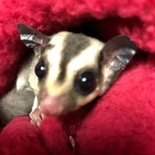 モモンガ ヘテロリューシーの里親さんを探してます