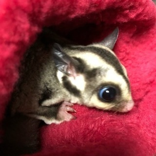 モモンガ ヘテロリューシーの里親さんを探してます - その他
