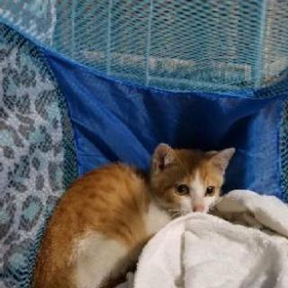 茶白の子猫を保護しました。(警察に届け出済み)トライアル中