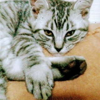 甘えん坊将軍です。(笑)