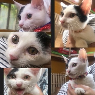 ４ヶ月☆黒白牛柄の兄弟姉妹５にゃん