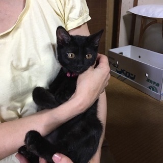 2ヶ月半の黒猫の男の子 - 猫