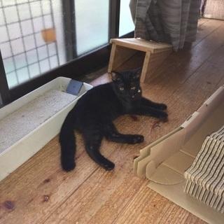2ヶ月半の黒猫の男の子 - 里親募集