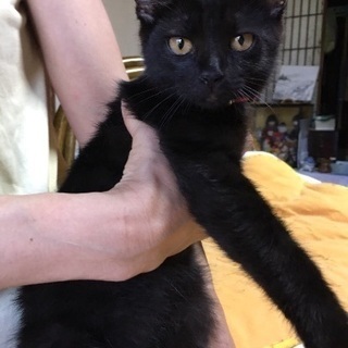 2ヶ月半の黒猫の男の子 - 豊川市