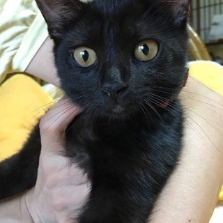 2ヶ月半の黒猫の男の子