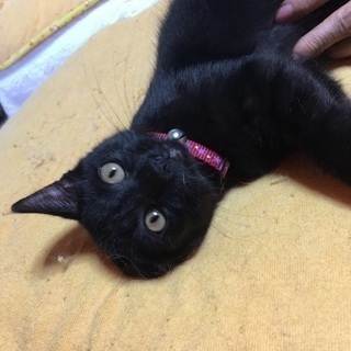 2ヶ月半の黒猫の男の子 − 愛知県