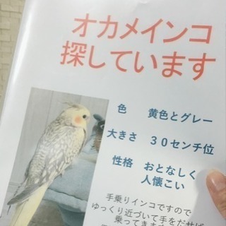 迷子のオカメインコ探してます