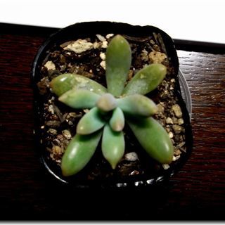 <<サマーセール>>【多肉植物】グラプトペダルム属『秋麗』2号ポット入り若苗　( SHR50 )の画像