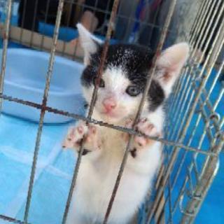 犬猫保護活動ボランティア募集