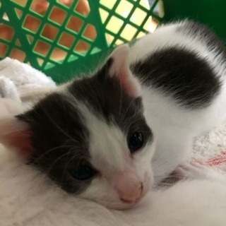 10月中に譲渡予定です。1匹ハチワレ - みどり市