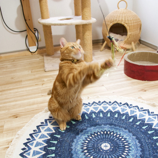 猫専用個室『ねこべや』ケージレスのペットホテル【送迎無料】｜名古屋市 − 愛知県