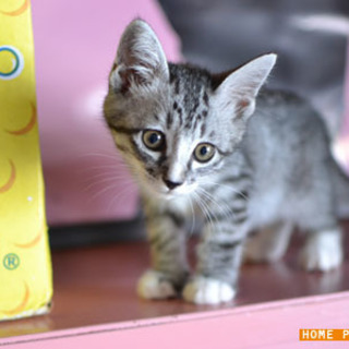 保護猫：大分、宇佐市、2ヶ月半の男の子の画像