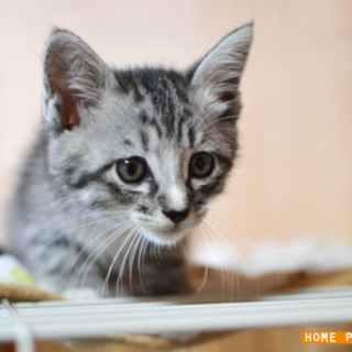 保護猫：大分、宇佐市、2ヶ月半の男の子 − 大分県