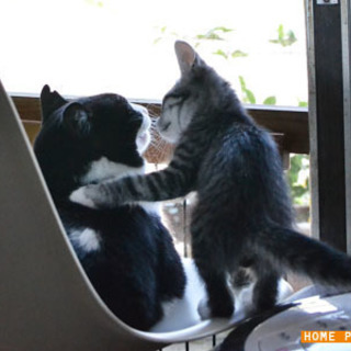 保護猫：大分、宇佐市、2ヶ月半の男の子 - 里親募集