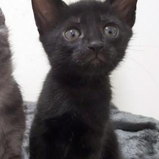 可愛い黒猫くん！１ヶ月半