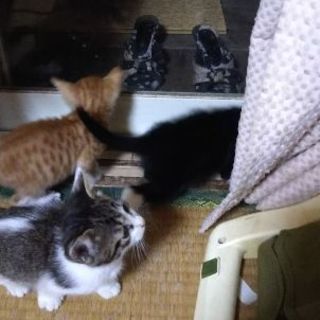 緊急で里親募集中