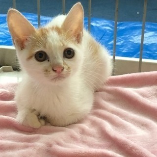 約2ヶ月 白茶の男の子