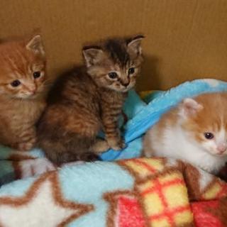 子猫 里親さん決まりそうですので募集一時休止します