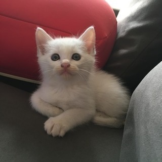 子猫の里親さんになってください！