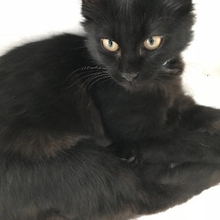 とても人懐っこい猫さんの里親さんを募集してます。