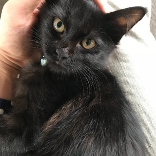 とても人懐っこい猫さんの里親さんを募集してます。 - 倉吉市