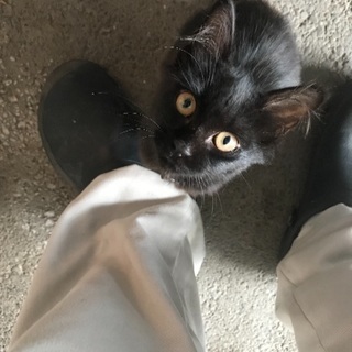 とても人懐っこい猫さんの里親さんを募集してます。 - 猫