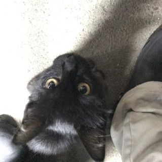 とても人懐っこい猫さんの里親さんを募集してます。 − 鳥取県