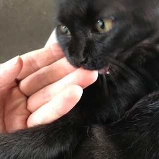 とても人懐っこい猫さんの里親さんを募集してます。 - 里親募集