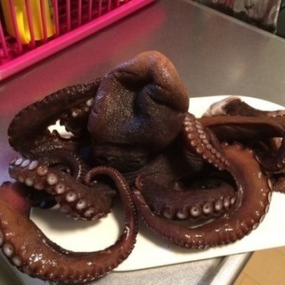 タコ釣り仲間募集
