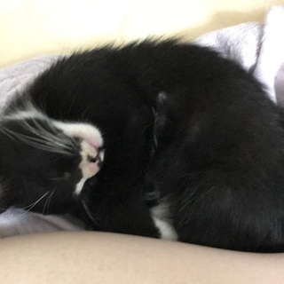 [捨て猫]とっても元気な子猫ちゃんです！