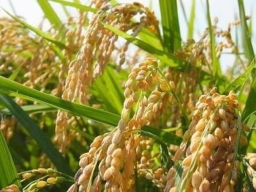 令和3年度新米★名水「ていれぎの水」高井のあきたこまち 30キロ 玄米 10キロから販売可能