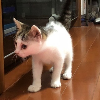  子猫の里親募集　2ヶ月程♀