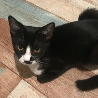 【里親さま決定】はちわれタキシードキャットの女の子♡